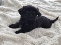 Midnight, a male Yorkshire Terrier for sale in Aurora, CO – 6 of 7