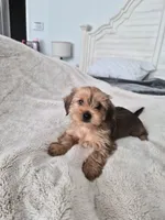 Tater, a male Yorkshire Terrier for sale in Aurora, CO – 2 of 6