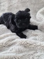 Midnight, a male Yorkshire Terrier for sale in Aurora, CO – 4 of 7