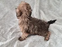 Honeybee, a male Yorkshire Terrier for sale in Aurora, CO – 7 of 7
