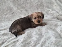 Tater, a male Yorkshire Terrier for sale in Aurora, CO – 5 of 6