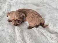 Peanut, a male Yorkshire Terrier for sale in Aurora, CO – 7 of 7