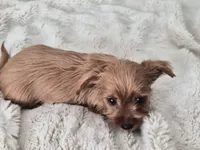 Peanut, a male Yorkshire Terrier for sale in Aurora, CO – 5 of 7