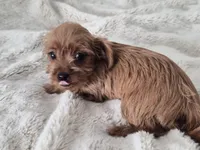 Peanut, a male Yorkshire Terrier for sale in Aurora, CO – 4 of 7