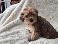 Honeybee, a male Yorkshire Terrier for sale in Aurora, CO – 4 of 7