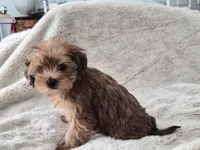 Honeybee, a male Yorkshire Terrier for sale in Aurora, CO – 2 of 7