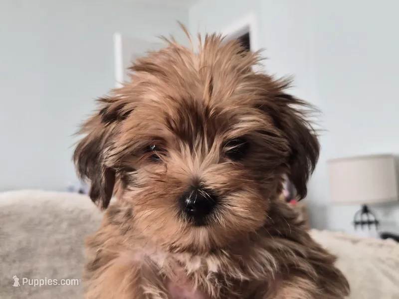 Honeybee, a male Yorkshire Terrier for sale in Aurora, CO – 1 of 7