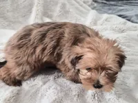 Honeybee, a male Yorkshire Terrier for sale in Aurora, CO – 6 of 7