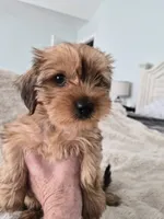 Tater, a male Yorkshire Terrier for sale in Aurora, CO – 1 of 6