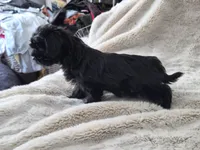 Midnight, a male Yorkshire Terrier for sale in Aurora, CO – 7 of 7