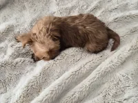 Bacon, a male Yorkshire Terrier for sale in Aurora, CO – 6 of 7