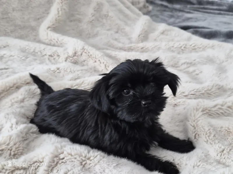Midnight – Yorkshire Terrier puppy for sale in Aurora, CO