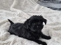 Midnight, a male Yorkshire Terrier for sale in Aurora, CO – 1 of 7