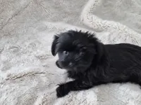 Midnight, a male Yorkshire Terrier for sale in Aurora, CO – 5 of 7