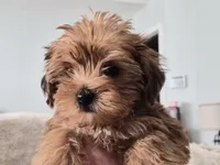 Honeybee, a male Yorkshire Terrier for sale in Aurora, CO – 3 of 7