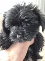 Midnight, a male Yorkshire Terrier for sale in Aurora, CO – 2 of 7