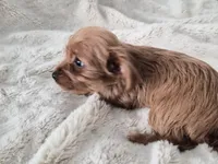 Peanut, a male Yorkshire Terrier for sale in Aurora, CO – 6 of 7