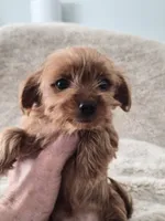 Peanut, a male Yorkshire Terrier for sale in Aurora, CO – 1 of 7