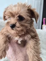Bacon, a male Yorkshire Terrier for sale in Aurora, CO – 3 of 7
