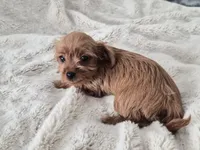 Peanut, a male Yorkshire Terrier for sale in Aurora, CO – 3 of 7