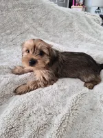 Tater, a male Yorkshire Terrier for sale in Aurora, CO – 3 of 6