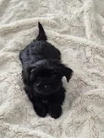 Midnight, a male Yorkshire Terrier for sale in Aurora, CO – 3 of 7