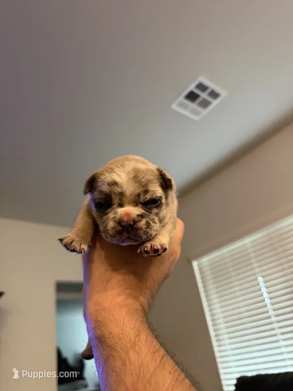 Iceman – French Bulldog puppy for sale in Oklahoma City, OK
