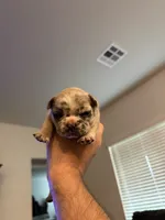 Iceman, a male French Bulldog for sale in Oklahoma City, OK – 1 of 4
