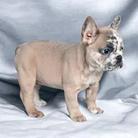 Ice man, a male French Bulldog for sale in Oklahoma City, OK – 3 of 3