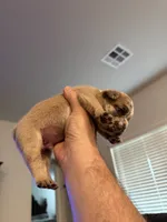 Iceman, a male French Bulldog for sale in Oklahoma City, OK – 2 of 4