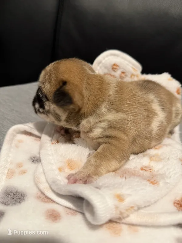 Chanel – French Bulldog puppy for sale in Oklahoma City, OK