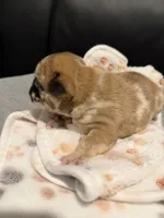 Chanel, a female French Bulldog for sale in Oklahoma City, OK – 1 of 6