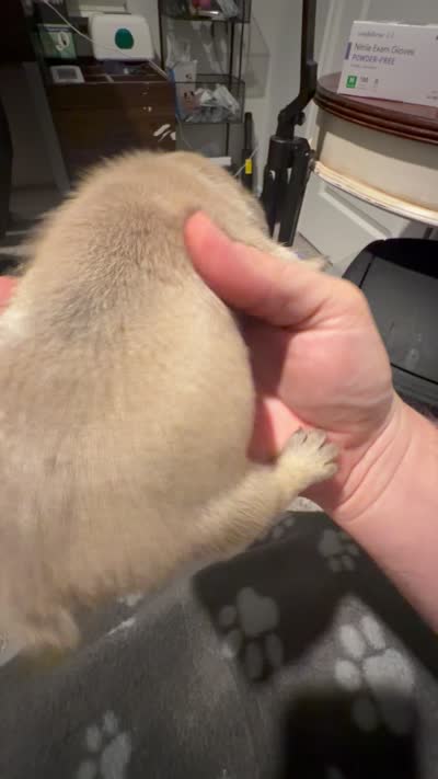 Iceman, a male French Bulldog for sale in Oklahoma City, OK – 4 of 4