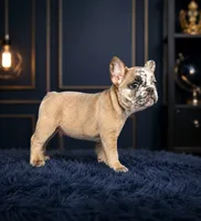 Ice man, a male French Bulldog for sale in Oklahoma City, OK – 2 of 3