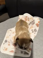 Chanel, a female French Bulldog for sale in Oklahoma City, OK – 4 of 6