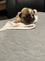 Chanel, a female French Bulldog for sale in Oklahoma City, OK – 3 of 6