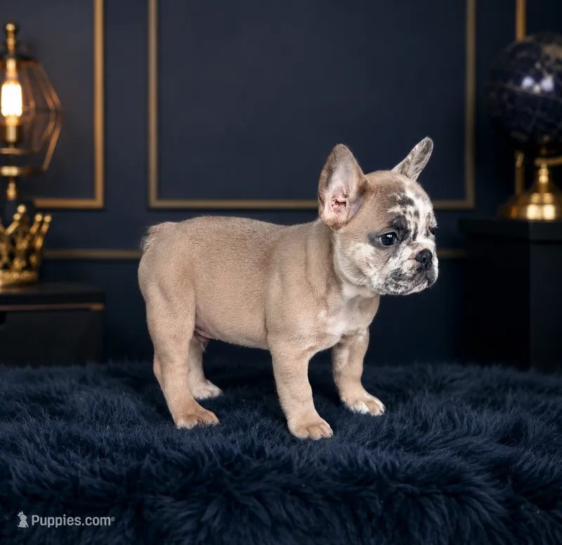 Ice man, a male French Bulldog for sale in Oklahoma City, OK – 1 of 3