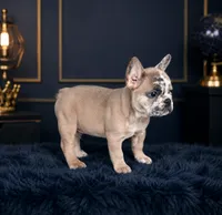 Ice man, a male French Bulldog for sale in Oklahoma City, OK – 1 of 3