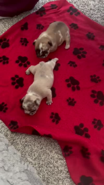 Chanel, a female French Bulldog for sale in Oklahoma City, OK – 5 of 6
