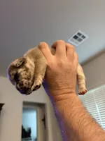 Iceman, a male French Bulldog for sale in Oklahoma City, OK – 3 of 4