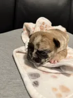 Chanel, a female French Bulldog for sale in Oklahoma City, OK – 2 of 6
