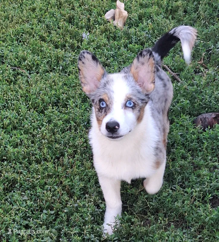 Scurvy – Pembroke Welsh Corgi, Miniature Australian Shepherd puppy for sale in Fairview, SD