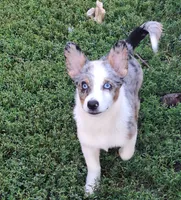 Scurvy, a male Pembroke Welsh Corgi and Miniature Australian Shepherd for sale in Fairview, SD – 1 of 2