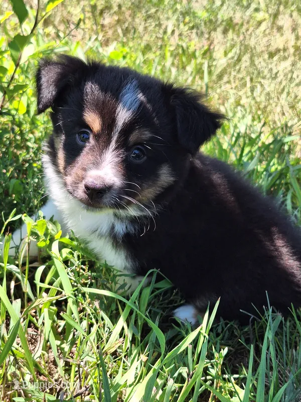 Rex – Miniature Australian Shepherd puppy for sale in Fairview, SD