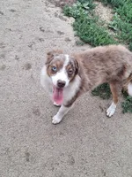 Jasper, a male Miniature Australian Shepherd for sale in Fairview, SD – 3 of 3
