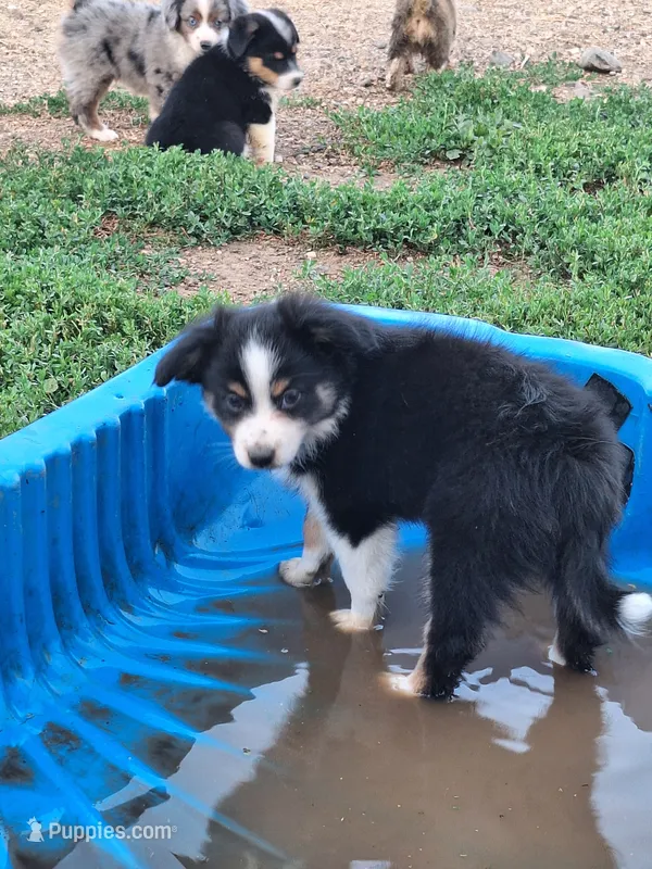 Chloe – Miniature Australian Shepherd puppy for sale in Fairview, SD
