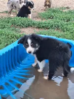 Chloe, a female Miniature Australian Shepherd for sale in Fairview, SD – 1 of 1