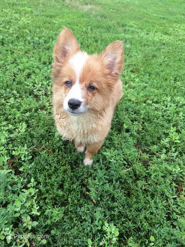 Carrots – Pembroke Welsh Corgi, Miniature Australian Shepherd puppy for sale in Fairview, SD