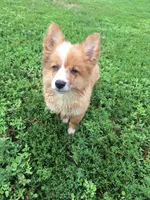 Carrots, a male Pembroke Welsh Corgi and Miniature Australian Shepherd for sale in Fairview, SD – 1 of 3
