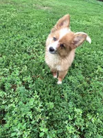 Carrots, a male Pembroke Welsh Corgi and Miniature Australian Shepherd for sale in Fairview, SD – 2 of 3
